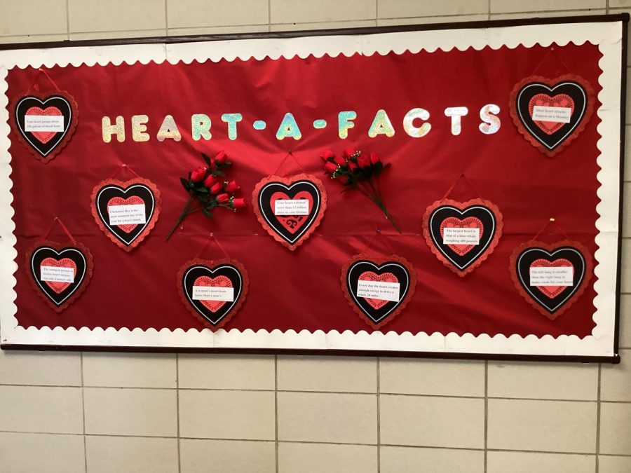 A display in Mount’s science hallways informing Mounties of some interesting heart facts. 