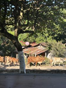 Cows being herded.