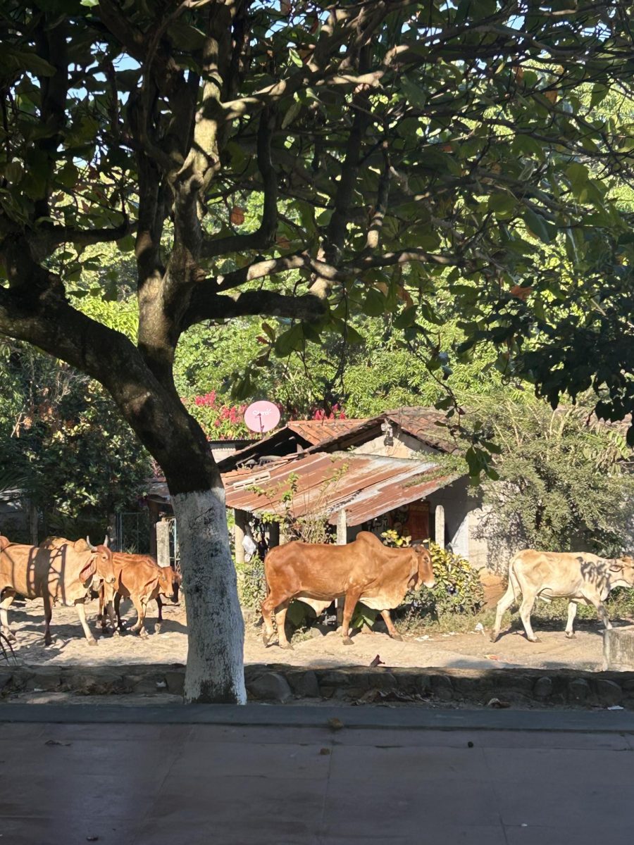Cows being herded.