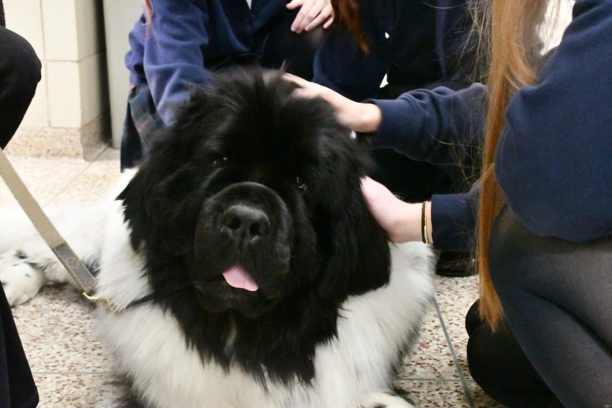 A Furry Break From Finals: Meet Vito, The Therapy Dog