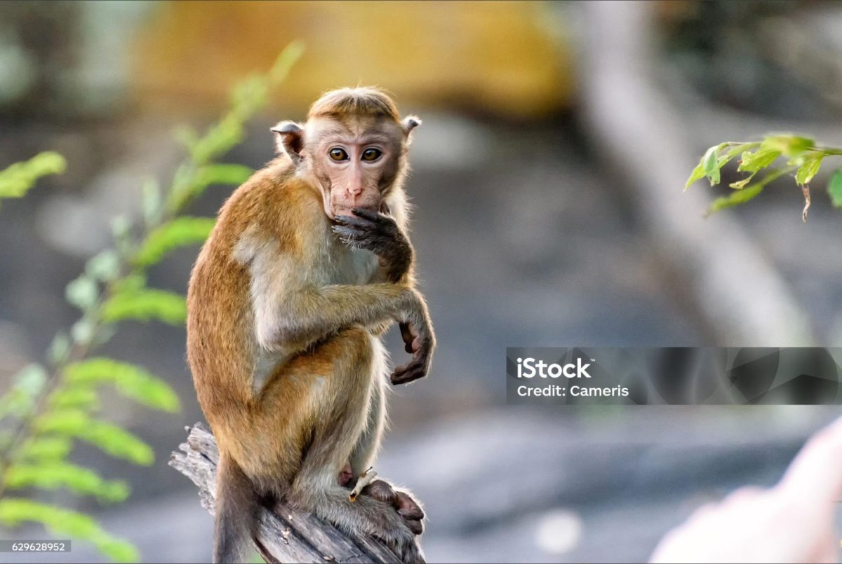 Abandoned Baby Monkey Finds Comfort and Popularity